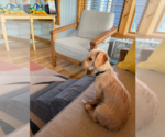 Small #3 Dachshund