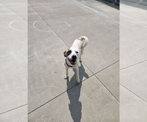 Mutt Dogs for adoption in Maquoketa, IA, USA