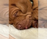 Small #6 Vizsla