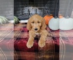 Small Photo #2 Goldendoodle Puppy For Sale in AZLE, TX, USA