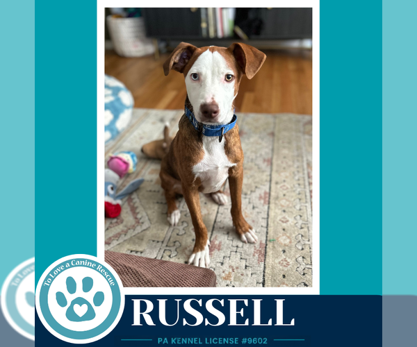 Medium Photo #1 Mutt Puppy For Sale in Kimberton, PA, USA
