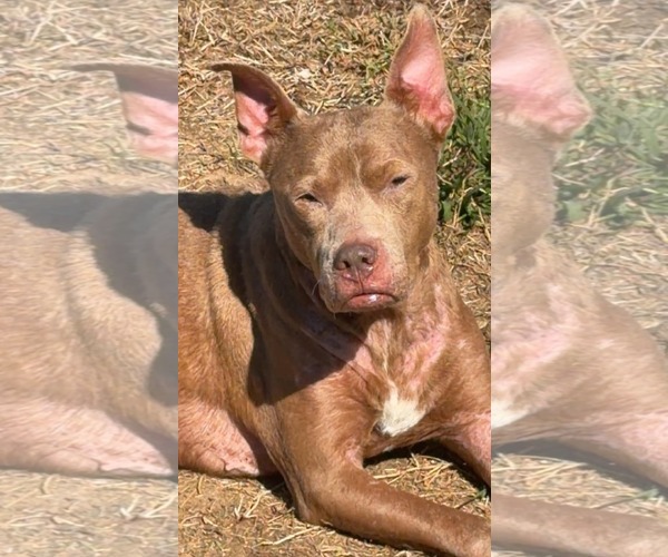 Medium Photo #1 American Pit Bull Terrier-Unknown Mix Puppy For Sale in Germantown, OH, USA