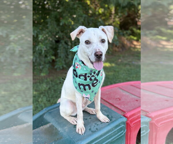 Medium Photo #1 Mutt Puppy For Sale in Spring Lake, NJ, USA