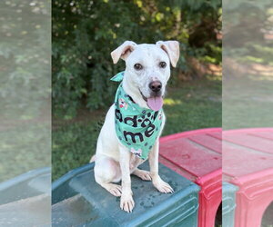 Mutt Dogs for adoption in Spring Lake, NJ, USA
