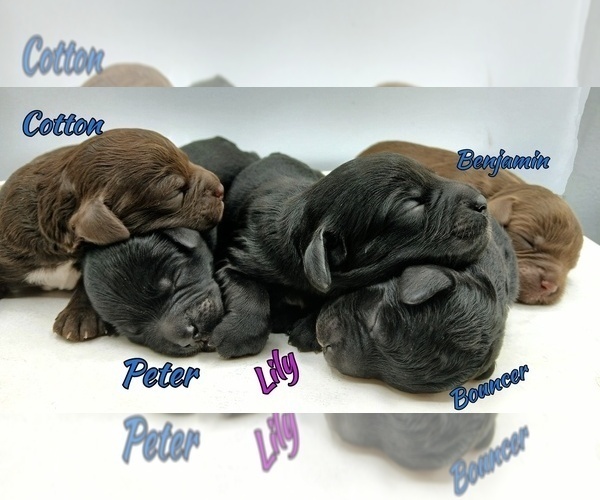 Medium Photo #4 Cavapoo Puppy For Sale in MILLVILLE, MN, USA
