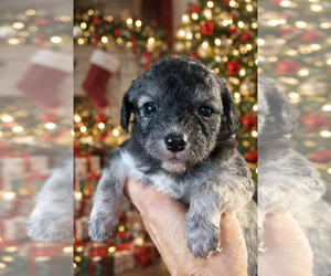 Shih Tzu-Unknown Mix Dogs for adoption in San Diego , CA, USA