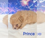 Small #4 Poodle (Toy)