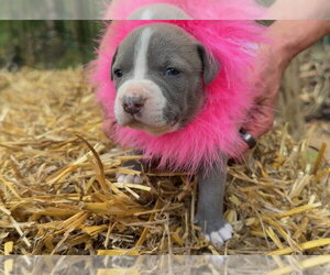 Mutt Dogs for adoption in Rockaway, NJ, USA