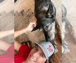 Small #25 German Shepherd Dog Mix