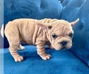 Bulldog Puppy for sale in COLUMBUS, OH, USA