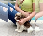 Small #7 Havanese