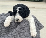 Small Photo #3 Saint Berdoodle Puppy For Sale in FRANKFORT, IN, USA