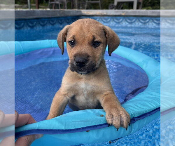 Medium Photo #1 Shepradors Puppy For Sale in Minneapolis, MN, USA
