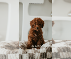 Goldendoodle (Miniature) Puppy for Sale in LA HABRA, California USA