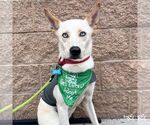 Small #3 Huskies -Whippet Mix