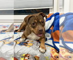 Small Photo #25 American Staffordshire Terrier-Unknown Mix Puppy For Sale in Brewster, NY, USA