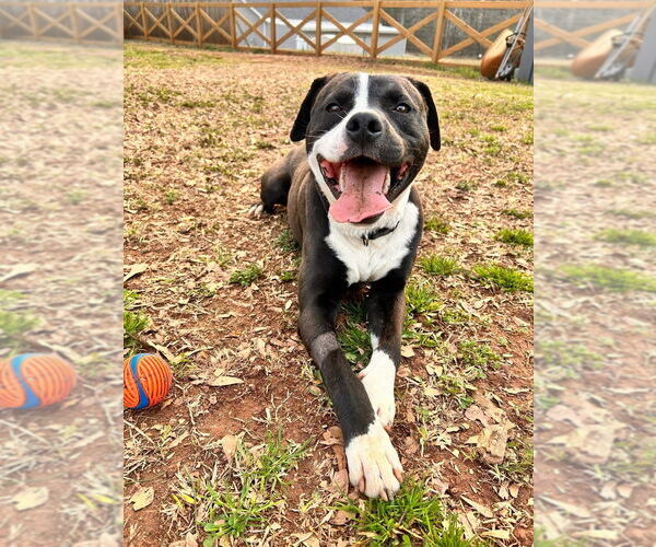 Medium Photo #2 American Staffordshire Terrier-Labrador Retriever Mix Puppy For Sale in Brewster, NY, USA