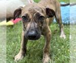 Small #3 Catahoula Leopard Dog Mix