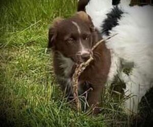 Aussiedoodle Miniature Puppy for sale in LEBANON, OR, USA