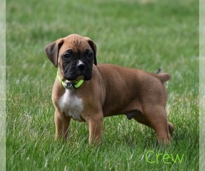 Boxer Puppy for sale in SHIPSHEWANA, IN, USA