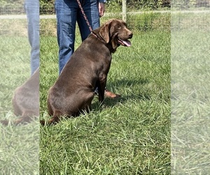 Mother of the Labrador Retriever puppies born on 06/11/2025