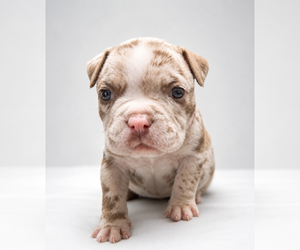 Medium American Bully