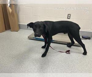 Labrador Retriever Dogs for adoption in Ocala, FL, USA