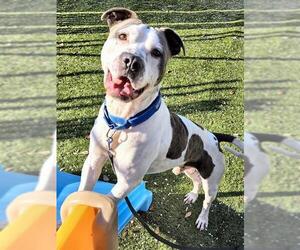 American Pit Bull Terrier-Unknown Mix Dogs for adoption in Ocala, FL, USA