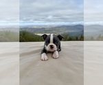 Small #1 Boston Terrier