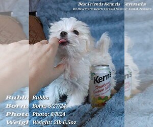 Maltese Puppy for sale in TEMPE, AZ, USA