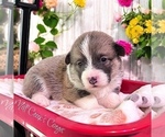 Puppy Nikko Pembroke Welsh Corgi