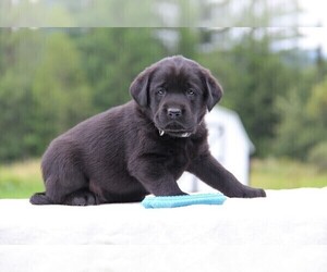 Labrador Retriever Puppy for Sale in HYDE PARK, Vermont USA