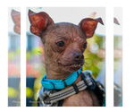 Small #4 Chihuahua Mix