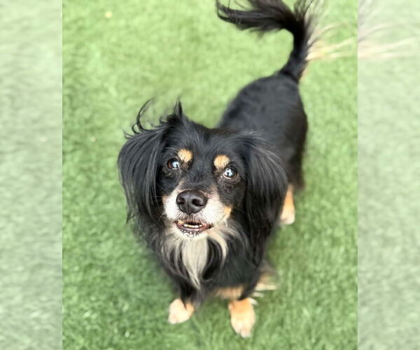 Medium Photo #2 Colonial Cocker Spaniel-Dachshund Mix Puppy For Sale in phoenix, AZ, USA