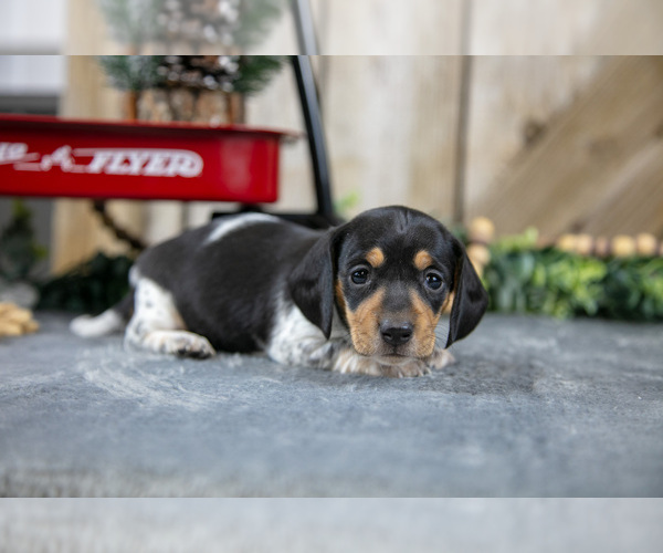 Medium Photo #2 Dachshund Puppy For Sale in GREENWICH, OH, USA