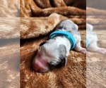 Small Photo #128 Sheepadoodle Puppy For Sale in LEHI, UT, USA