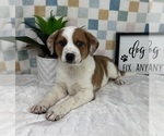 Small #3 Australian Cattle Dog