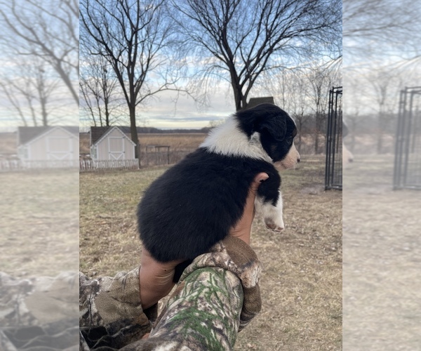 Medium Photo #4 Australian Shepherd Puppy For Sale in TOLEDO, IL, USA