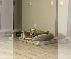 Spencer - Male Labrador Retriever Dog for Adoption - Photo #5