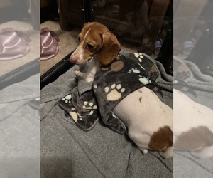 Mother of the Dachshund puppies born on 11/24/2025