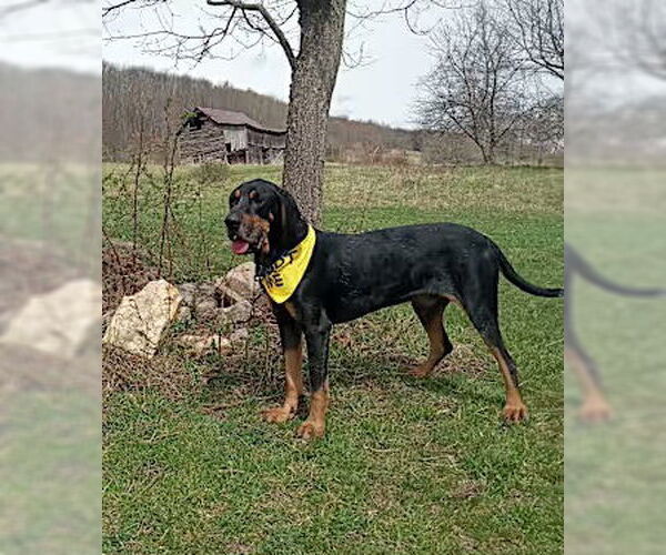 Medium Photo #2 Black and Tan Coonhound-Bluetick Coonhound Mix Puppy For Sale in Westminster, MD, USA