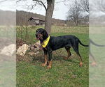 Small #1 Black and Tan Coonhound-Bluetick Coonhound Mix