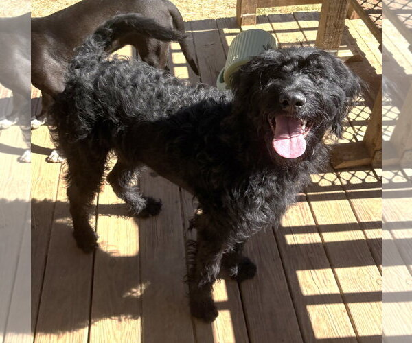 Medium Photo #3 Rottweiler-Unknown Mix Puppy For Sale in Wetumpka, AL, USA