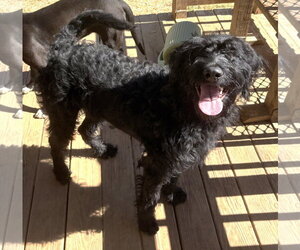 261530  Onyx - Female Rottweiler-Unknown Mix Dog for Adoption - Photo #3