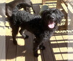 Small Photo #3 Rottweiler-Unknown Mix Puppy For Sale in Wetumpka, AL, USA