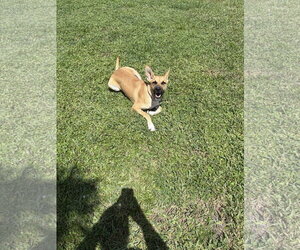 Labrador Retriever-Mountain Cur Mix Dogs for adoption in Royal Palm Beach, FL, USA