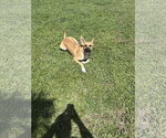 Small #1 Labrador Retriever-Mountain Cur Mix
