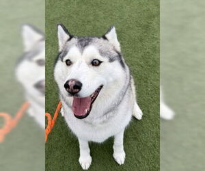 Siberian Husky Dogs for adoption in Salinas, CA, USA