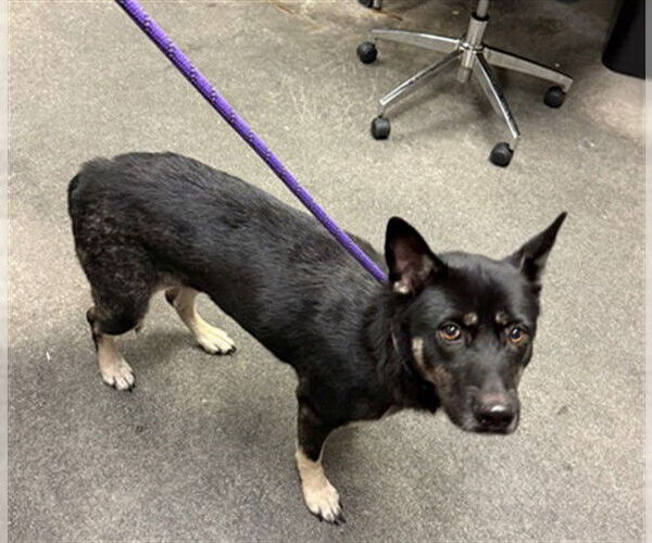 Medium Photo #1 German Shepherd Dog-Unknown Mix Puppy For Sale in Downey, CA, USA