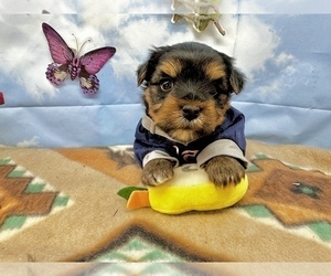 Morkie Puppy for sale in CASSVILLE, MO, USA